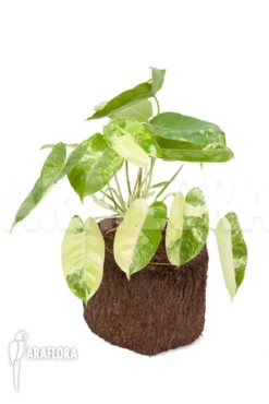 Philodendron Burle-marxii Variegated P2 -Green Haven Sales Store Philodendron burle marxii variegated P2 2