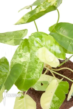 Philodendron Burle-marxii Variegated P2 -Green Haven Sales Store Philodendron burle marxii variegated P2 3