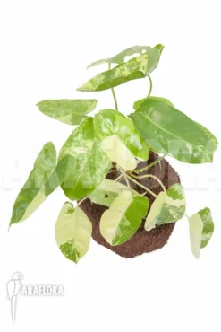 Philodendron Burle-marxii Variegated P2 -Green Haven Sales Store Philodendron burle marxii variegated P2 4