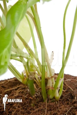 Philodendron Burle-marxii Variegated P2 -Green Haven Sales Store Philodendron burle marxii variegated P2 5