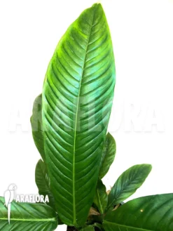 Philodendron Campii 'Lynette'