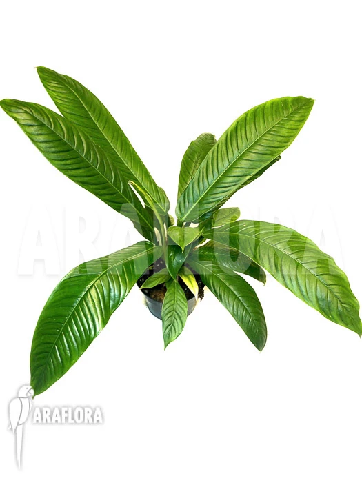 Philodendron Campii 'Lynette' 2 Philodendron Campii 'Lynette' - Image 2