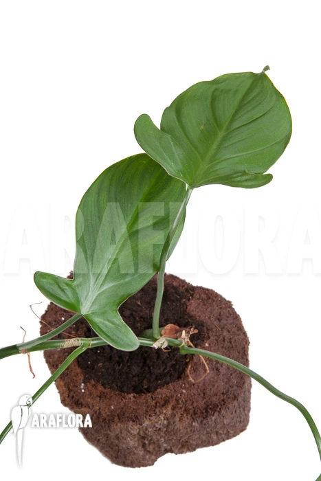 Philodendron Camposportoanum 1 Philodendron Camposportoanum