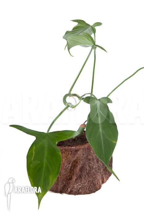 Philodendron Camposportoanum 3 Philodendron Camposportoanum - Image 3