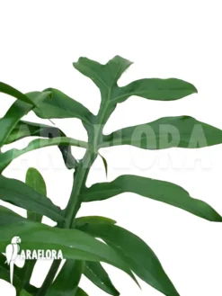 Philodendron Distantilobum