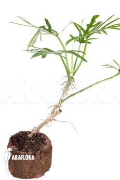 Philodendron Elegans 9 Philodendron Elegans -Green Haven Sales Store Philodendron elegans 2