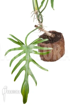 Philodendron Elegans 8 Philodendron Elegans -Green Haven Sales Store Philodendron elegans 3