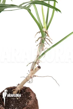 Philodendron Elegans 7 Philodendron Elegans -Green Haven Sales Store Philodendron elegans 4