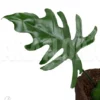 Philodendron Elegans 'M'