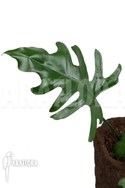 Philodendron Elegans 'M'