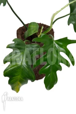 Philodendron Elegans 'M' -Green Haven Sales Store Philodendron elegans M 4