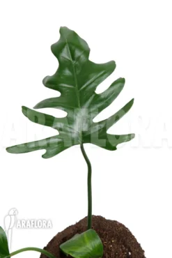 Philodendron Elegans 'M' -Green Haven Sales Store Philodendron elegans M 5