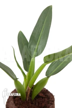 Philodendron 'Fatboy'