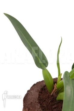 Philodendron 'Fatboy' -Green Haven Sales Store Philodendron fatboy 3