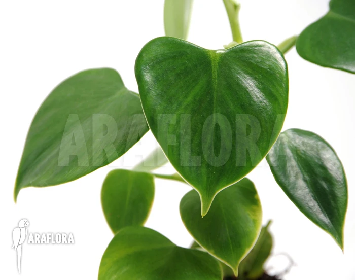 Philodendron Fibrillosum 1 Philodendron Fibrillosum