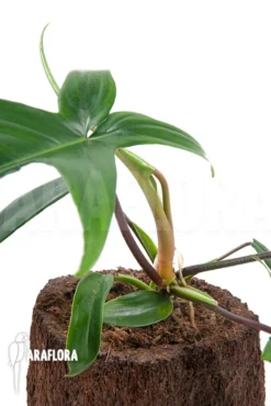 Philodendron Florida 7 Philodendron Florida -Green Haven Sales Store Philodendron florida 3