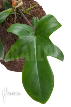 Philodendron Florida 8 Philodendron Florida -Green Haven Sales Store Philodendron florida 4