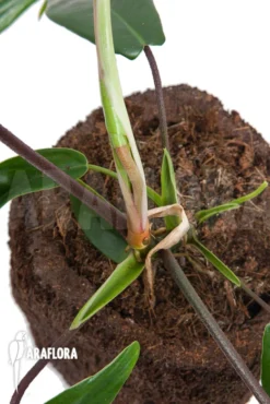 Philodendron Florida 9 Philodendron Florida -Green Haven Sales Store Philodendron florida 5