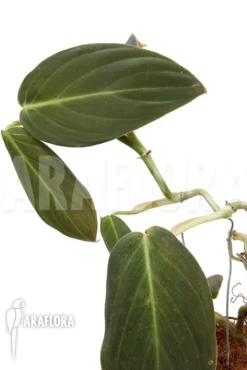 Philodendron Gigas