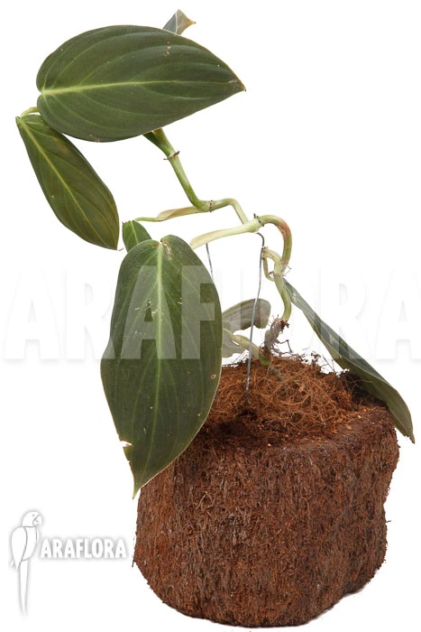 Philodendron Gigas 4 Philodendron Gigas - Image 4