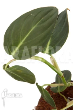 Philodendron Gigas 6 Philodendron Gigas -Green Haven Sales Store Philodendron gigas 3