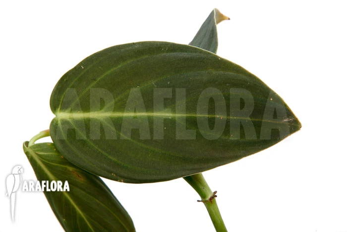 Philodendron Gigas 2 Philodendron Gigas - Image 2