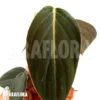 Philodendron Gigas 'starter'