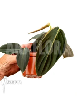 Philodendron Gigas 'starter' -Green Haven Sales Store Philodendron gigas starter 3