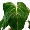Philodendron Gloriosum