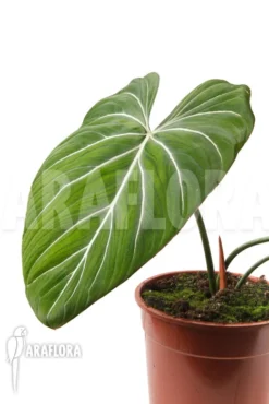 Philodendron Gloriosum 'B' 'M'