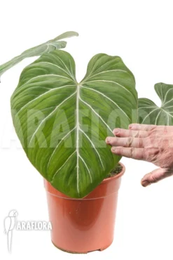 Philodendron Gloriosum 'B' 'M' -Green Haven Sales Store Philodendron gloriosum B M 3