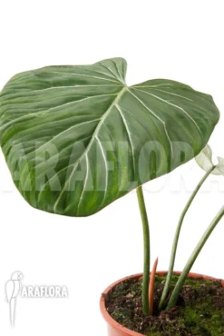 Philodendron Gloriosum 'B' 'M' -Green Haven Sales Store Philodendron gloriosum B M 4