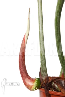 Philodendron Gloriosum 'B' 'M' -Green Haven Sales Store Philodendron gloriosum B M 5