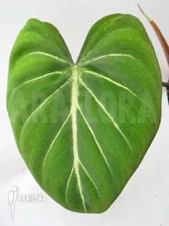 Philodendron Gloriosum 'Starter'