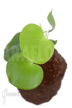 Philodendron Grazielae