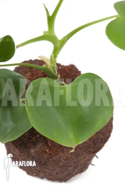 Philodendron Grazielae -Green Haven Sales Store Philodendron grazielae 3