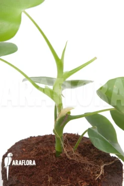 Philodendron Grazielae -Green Haven Sales Store Philodendron grazielae 4