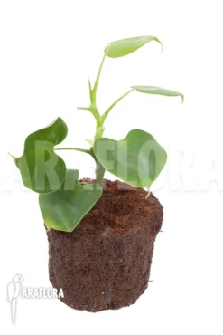 Philodendron Grazielae -Green Haven Sales Store Philodendron grazielae 5
