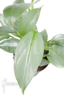 Philodendron Hastatum 'Silver Sword' 'M'