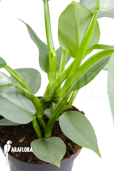 Philodendron Hastatum 'Silver Sword' 'M' 3 Philodendron Hastatum 'Silver Sword' 'M' - Image 3