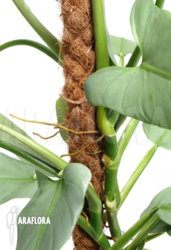 Philodendron Hastatum 'Silver Sword'