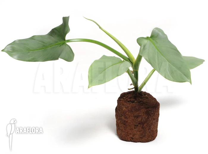 Philodendron Hastatum 'Silver Sword' Starter 1 Philodendron Hastatum 'Silver Sword' Starter