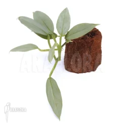 Philodendron Hastatum 'Silver Sword' -Green Haven Sales Store Philodendron hastatum Silver Sword 3 1