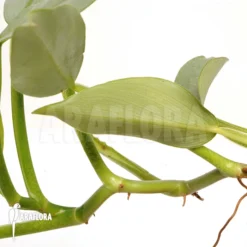 Philodendron Hastatum 'Silver Sword' -Green Haven Sales Store Philodendron hastatum Silver Sword 4 1