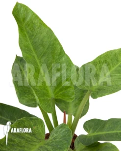 Philodendron Imperial Variegata A1