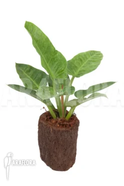 Philodendron Imperial Variegata A1 -Green Haven Sales Store Philodendron imperial variegata A1 3