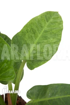 Philodendron Imperial Variegata A1 -Green Haven Sales Store Philodendron imperial variegata A1 4