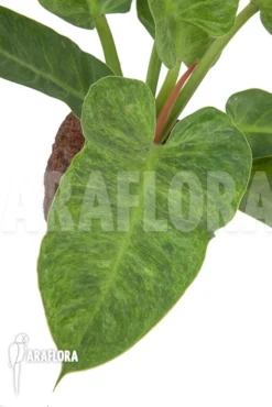 Philodendron Imperial Variegata A1 -Green Haven Sales Store Philodendron imperial variegata A1 5