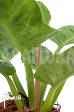 Philodendron Imperial Variegata A1 -Green Haven Sales Store Philodendron imperial variegata A1 6