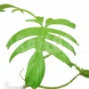 Philodendron Laciniatum